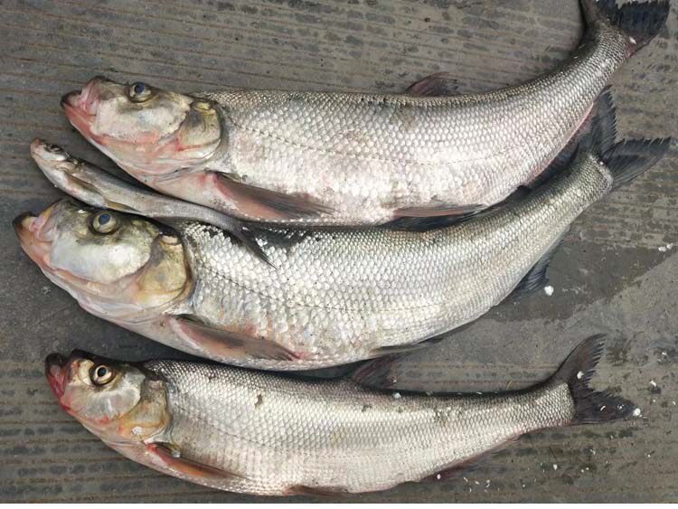 翘嘴开口诱钓鱼小药野钓白条鱼饵料诱食添加剂打窝料配方垂钓用品 18