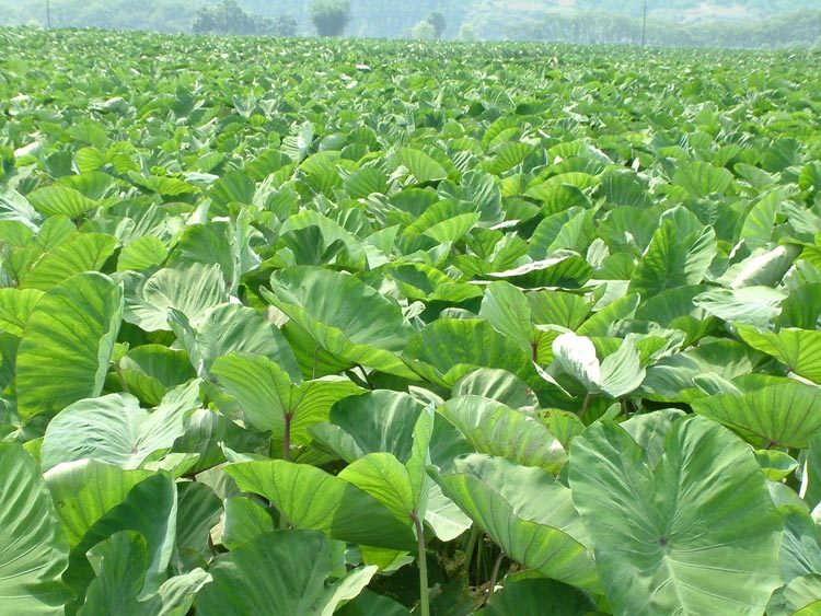 江西赣南土特产农家手工自制酸芋荷 酸腌菜 酸芋苗开胃下饭菜包邮_双