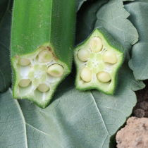 Okra seed seed seed seed yellow fruit okra seed seedling autumn planting four seasons potted balcony vegetable seedling seed