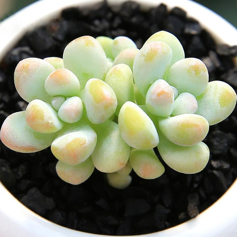 绿野园艺|天使之泪 精品多肉植物多肉绿植盆栽植物花卉防辐射绿植
