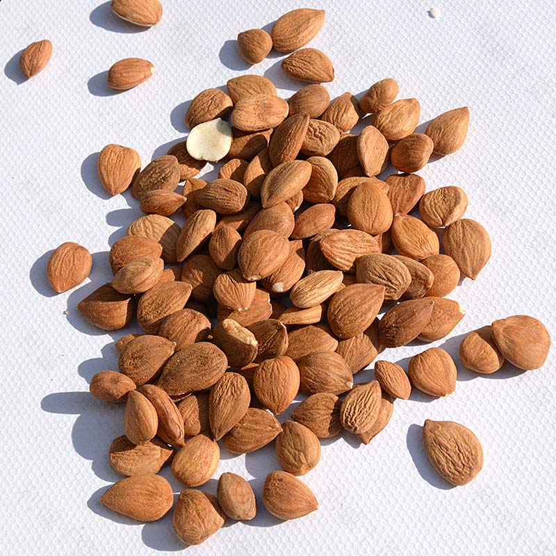 优质南杏500g甜杏仁原味生杏仁搭配北杏煲汤天然带皮非零食包邮_7折