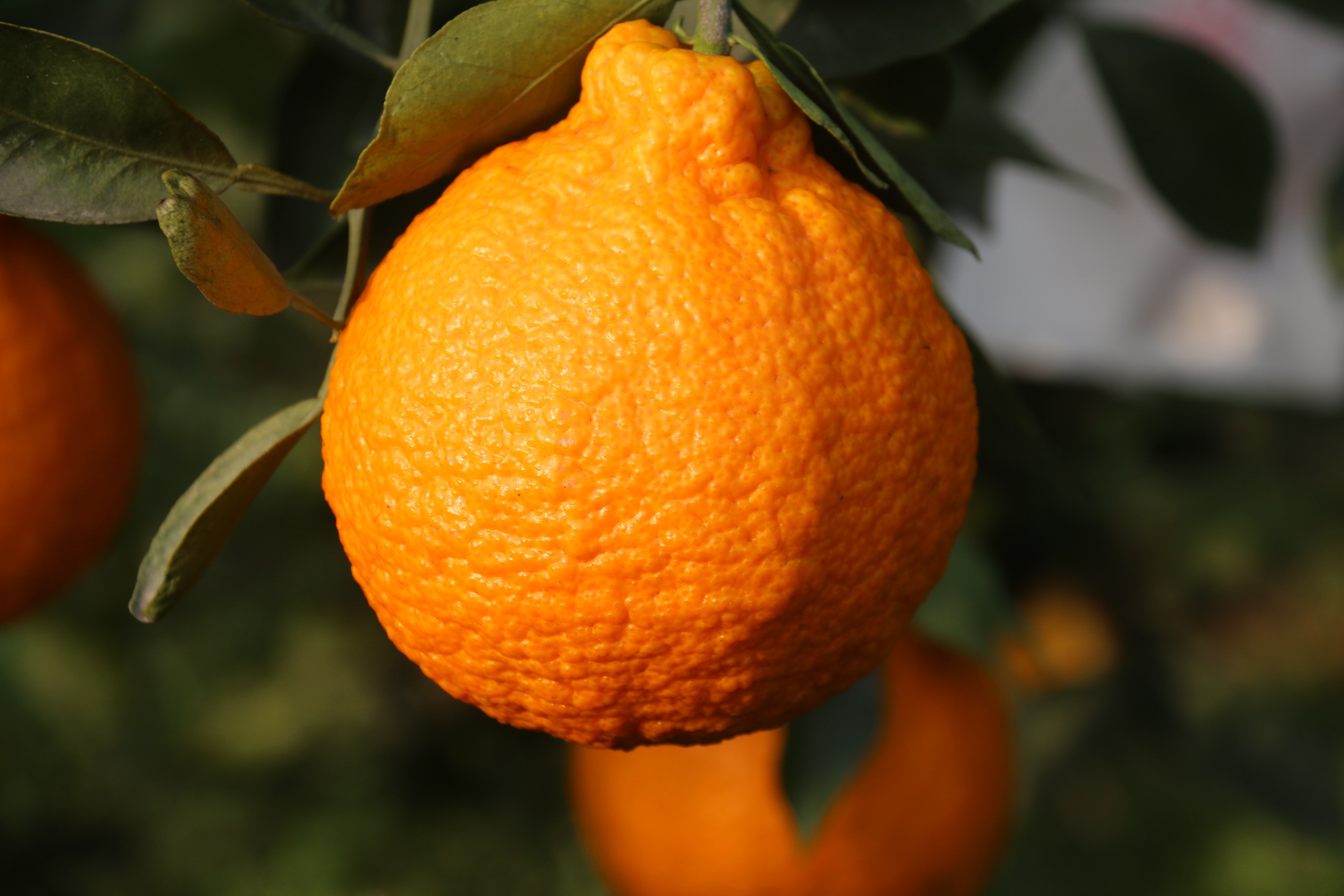 正宗四川眉山高山丑柑不知火丑八怪新鲜水果孕妇桔子丑八怪橘子_全网