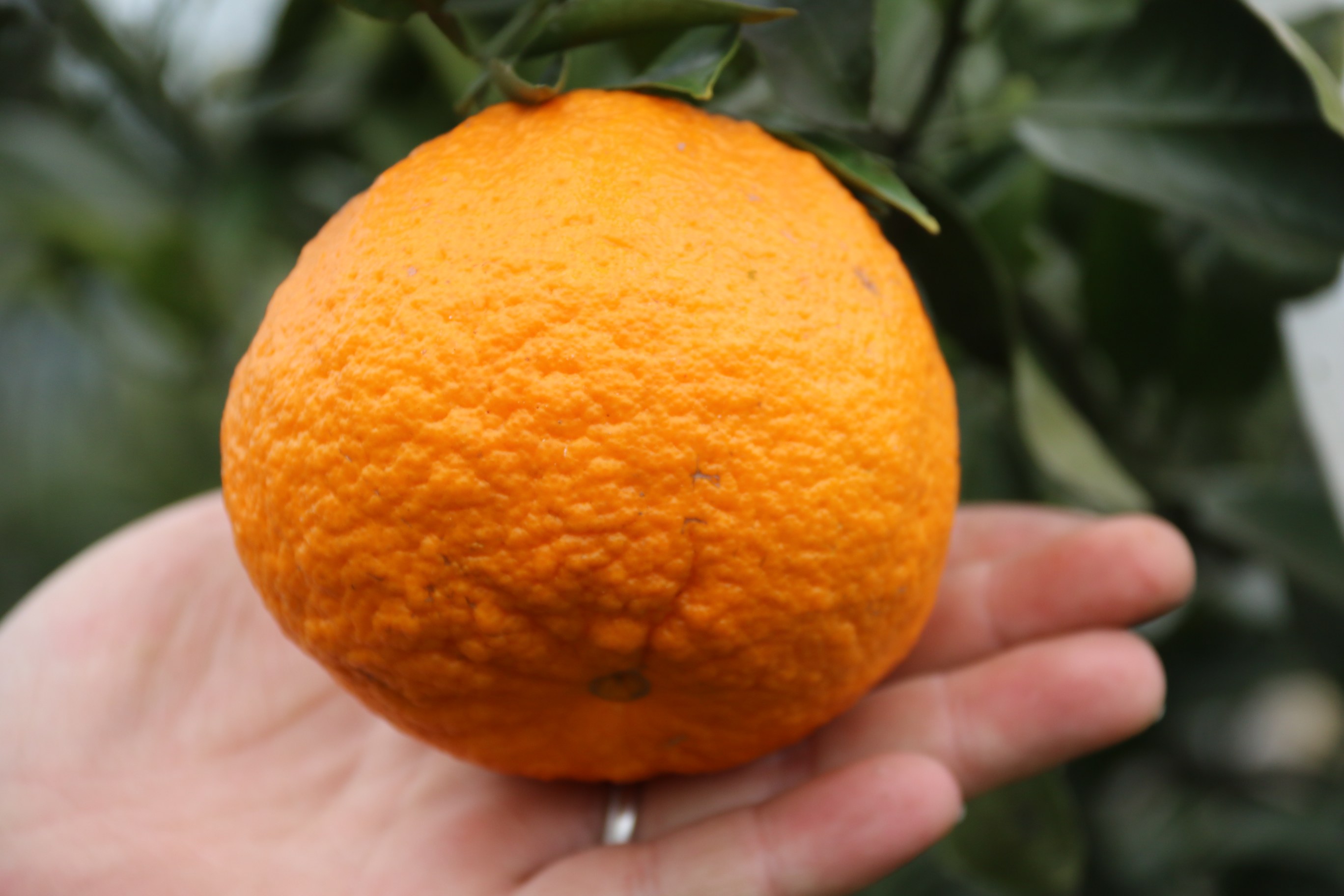 正宗四川眉山高山丑柑不知火丑八怪新鲜水果孕妇桔子丑八怪橘子_爱你