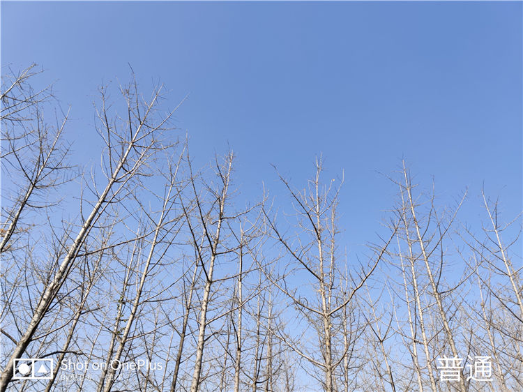 特立独行娱乐手机 ,一加7T游戏机体验199
