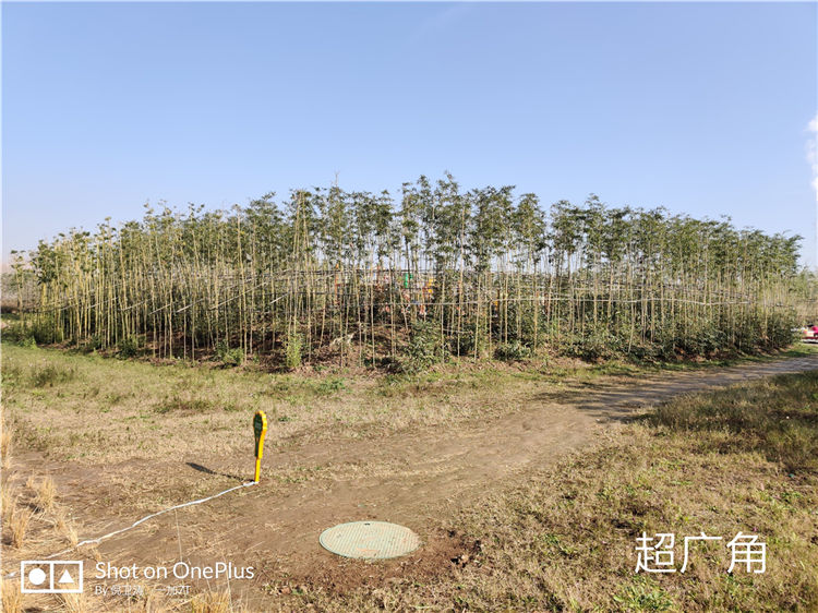 特立独行娱乐手机 ,一加7T游戏机体验205