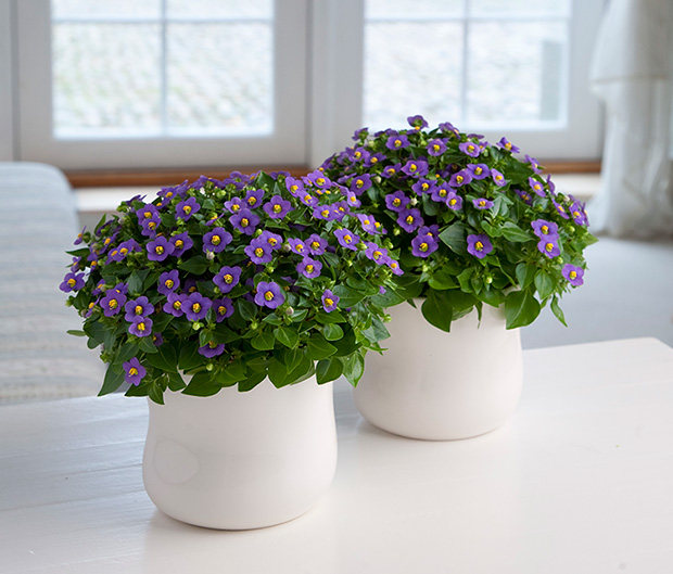 进口藻百年种子夏播四季易种春播室内阳台盆栽花草花卉种子花籽妙植