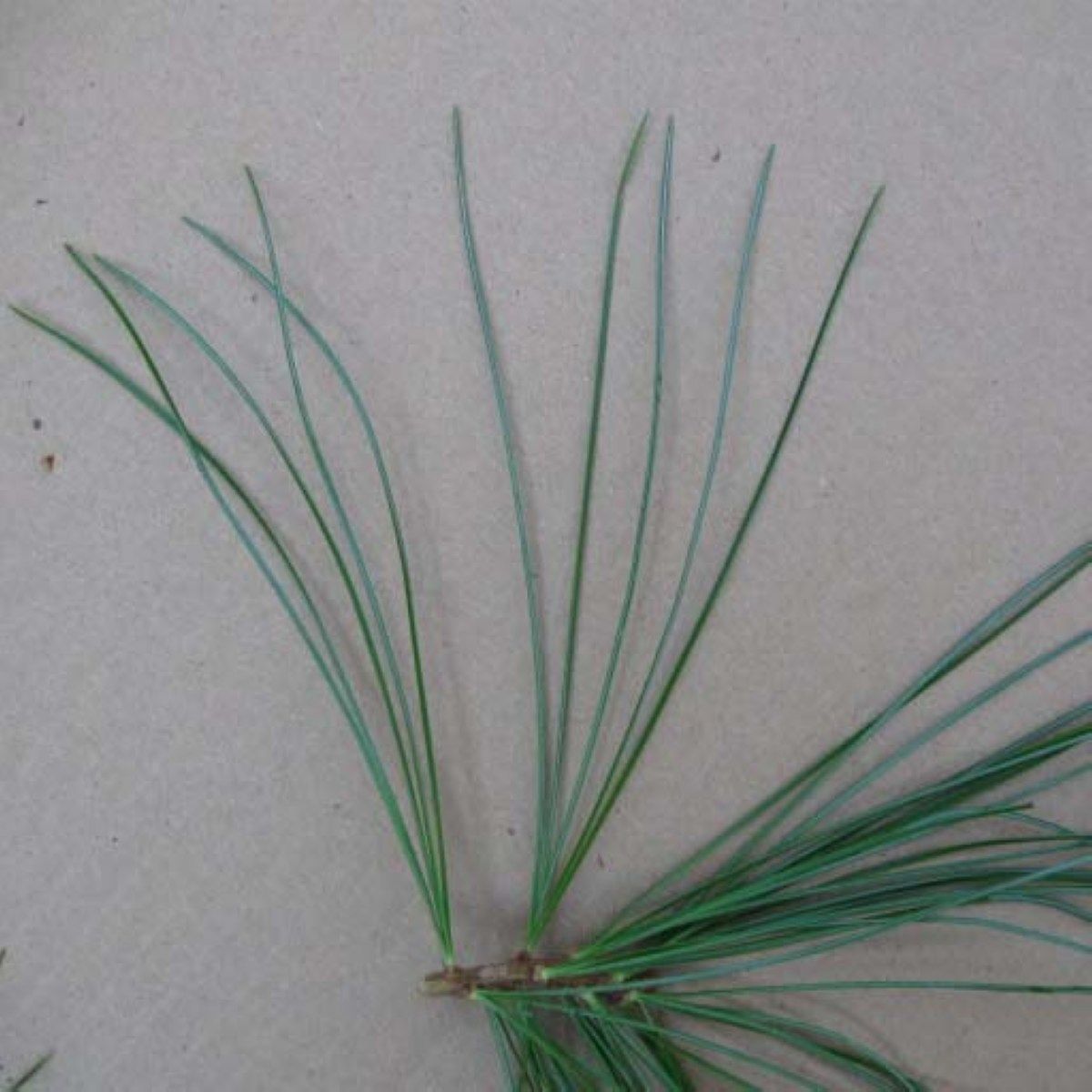 小兴安岭野生松针 全松针 松针茶 五针松 天然保健品 送使用说明