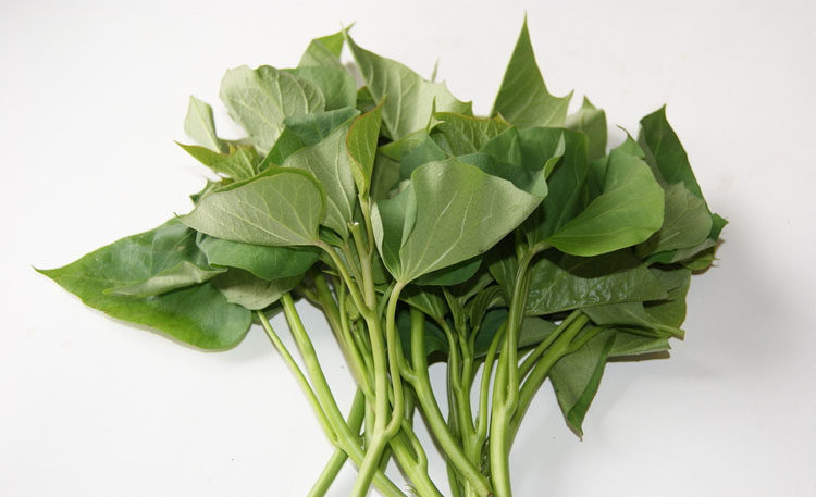 山沟沟土特产新鲜地瓜叶番薯叶红薯叶白薯叶尖新鲜2斤包邮