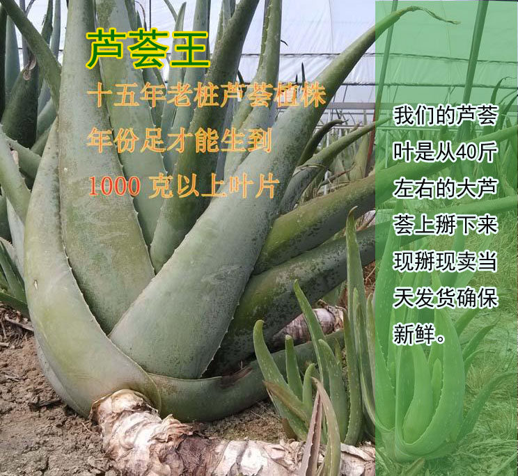 包邮美国库拉索纳豆芦荟盆栽植物新鲜叶片美容院专用灌肤食用药用