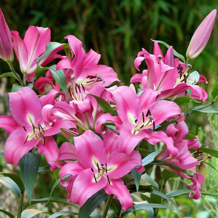 乔乔花屋香水百合花种球浓香大花耐热耐寒ot系列预售3月发货