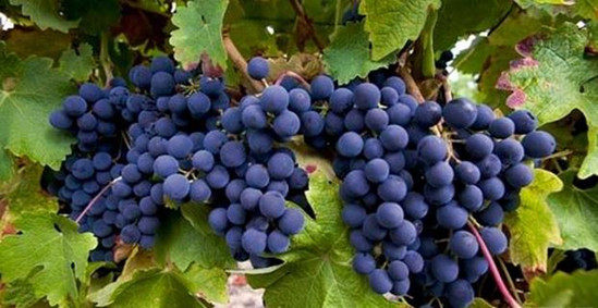 据说公元前4世纪时在欧洲就有种植,那时叫做morrillon pinot.