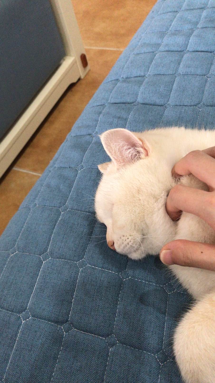 猫狗通用贻贝冻干零食怎么样?好用吗?亲自使用分享,第7张 猫狗通用贻贝冻干零食怎么样?好用吗?亲自使用分享,第7张