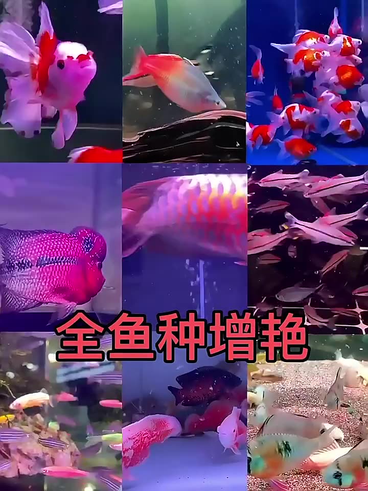 吉印刀锋z增艳鱼缸灯照明led灯防水红龙刀锋x罗汉鹦鹉