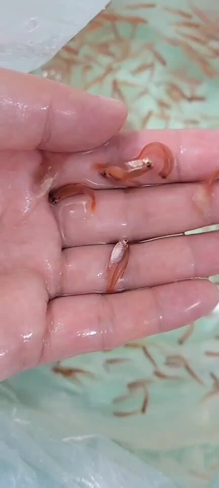 喷火灯鱼活体热带鱼观赏鱼批发小型灯科鱼淡水群游草缸