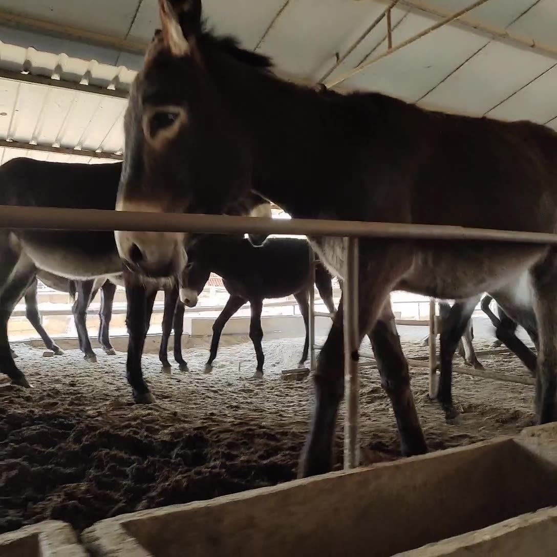 养殖场直供育肥种驴苗德州驴肉驴驹华北驴云南驴广灵肉驴驴崽仔