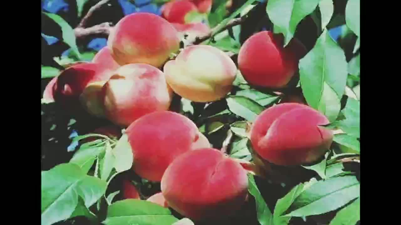 natural honey peach juice powder honey peach fruit powder honey