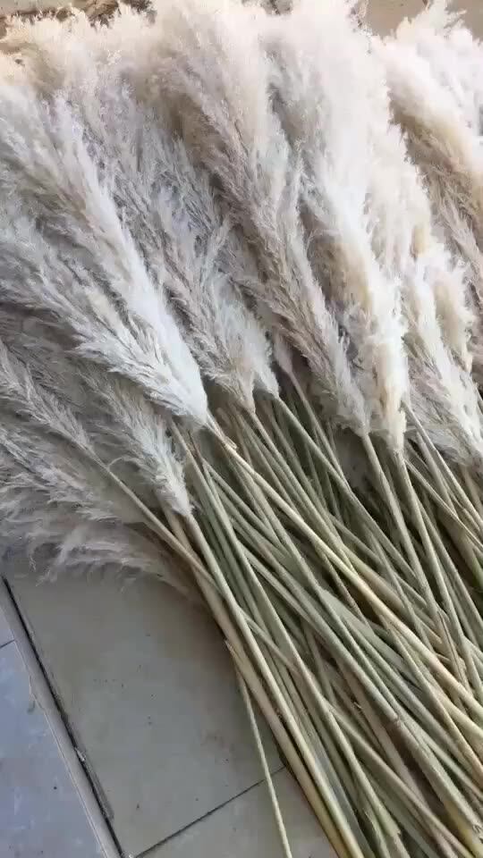 55厘米天然潘帕斯草花束芦苇干花干芦苇羽干嫁接装饰