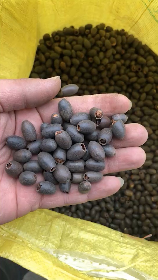 批发荷花籽碗莲种子水莲花睡莲水培无土种植夏天跑江湖量大优惠