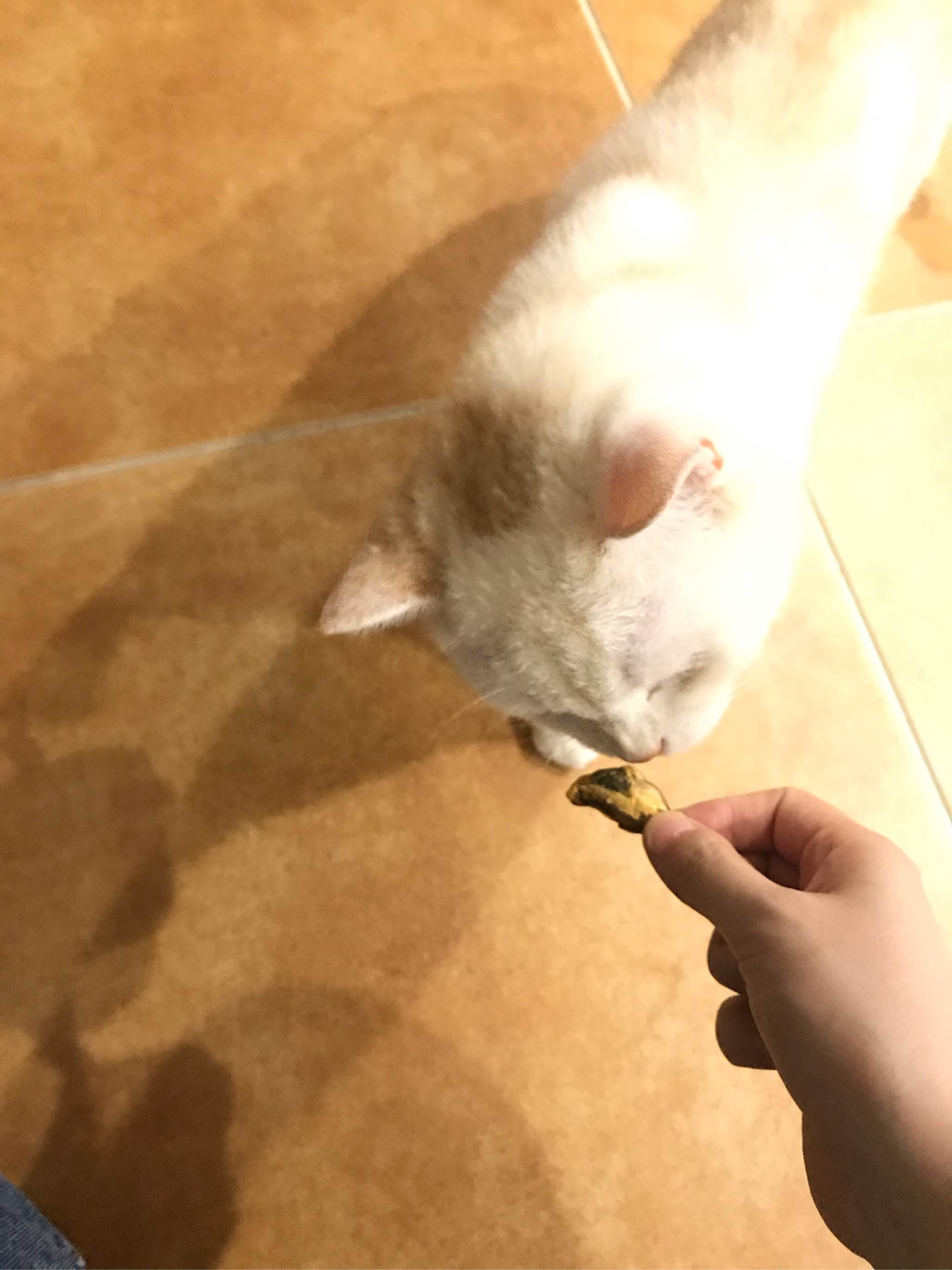 猫狗通用贻贝冻干零食怎么样?好用吗?亲自使用分享,第5张 猫狗通用贻贝冻干零食怎么样?好用吗?亲自使用分享,第5张