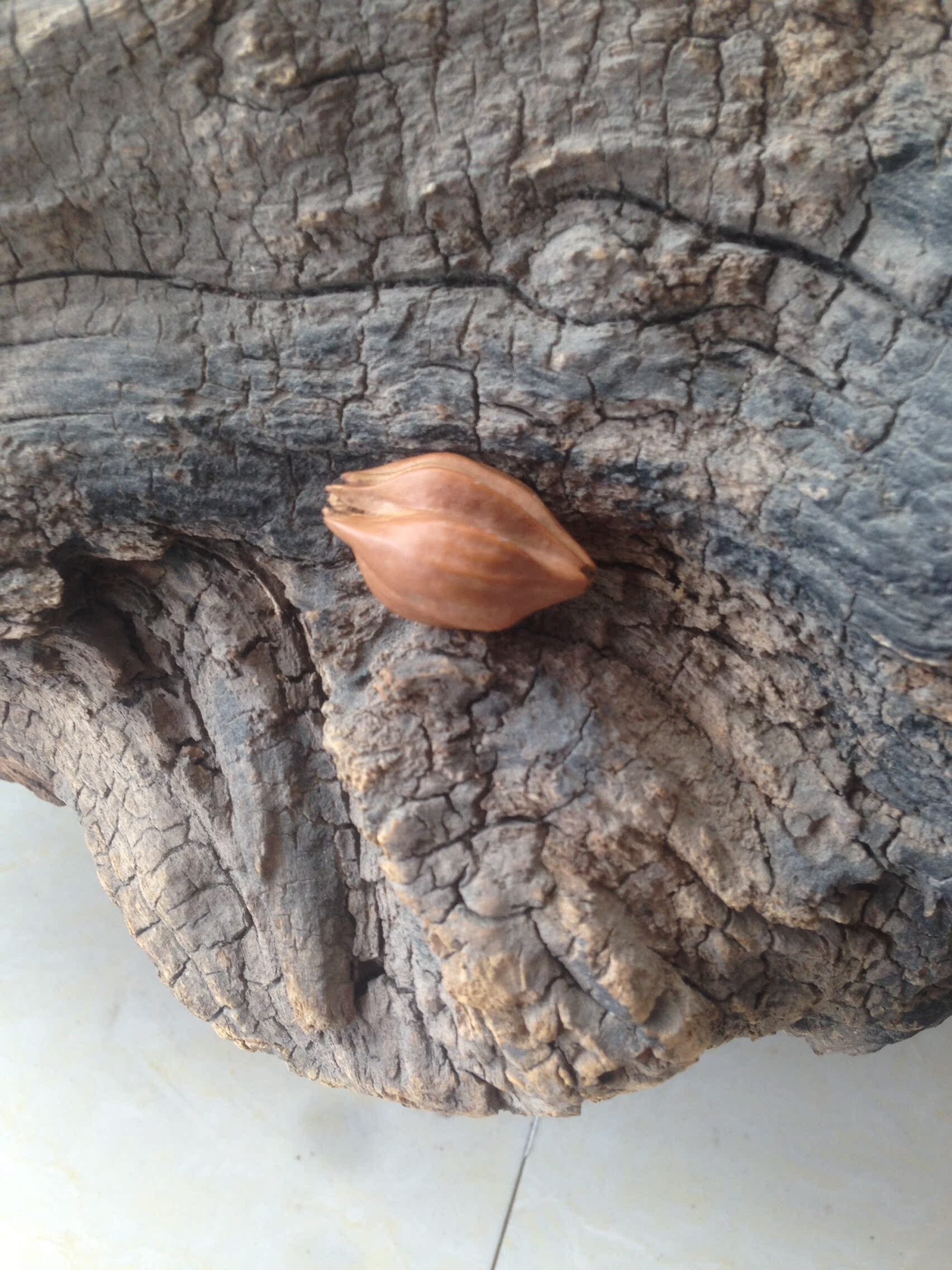 我在闲鱼卖·橄榄核异形核)喜欢私聊