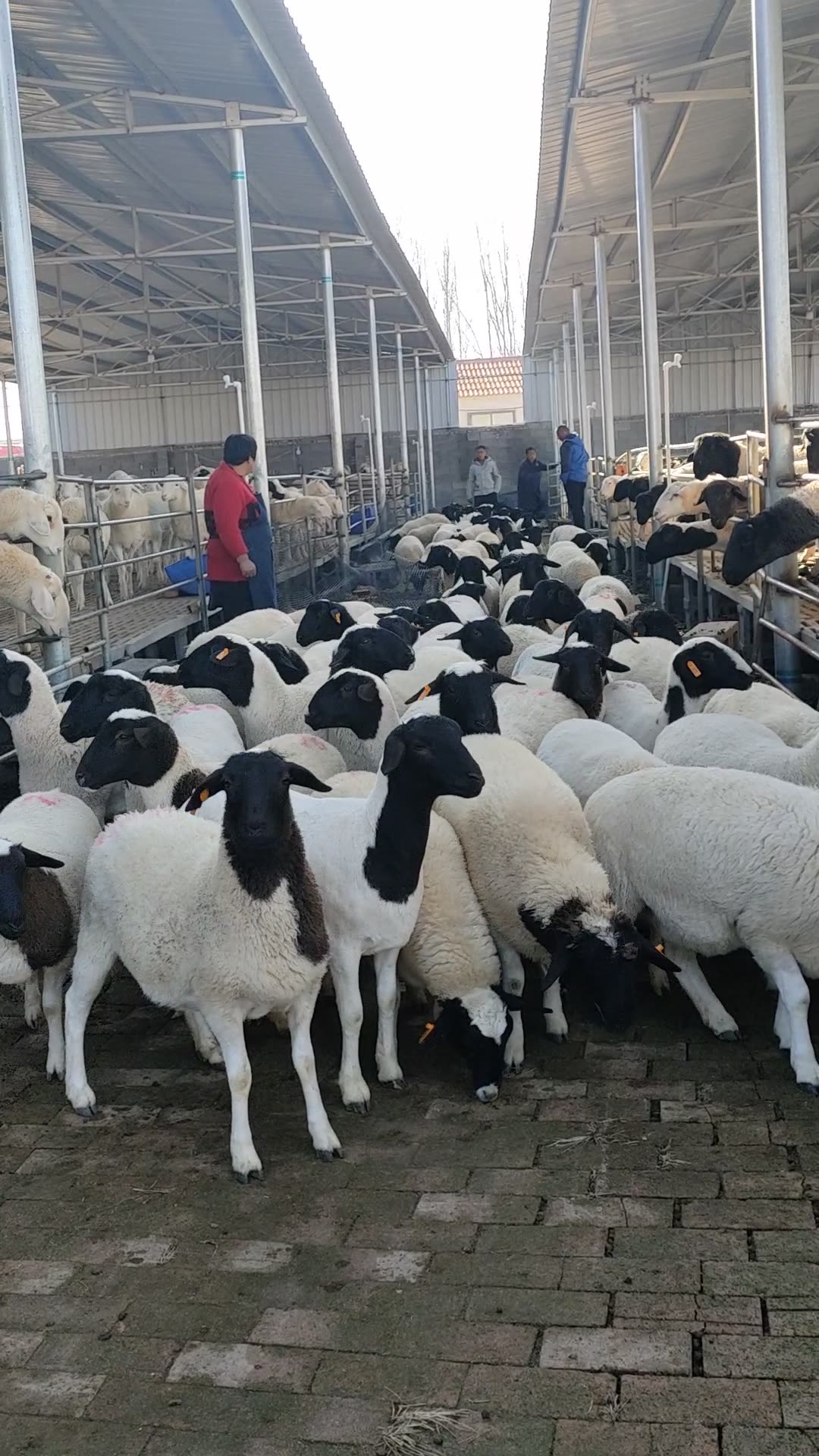 江西杜泊绵羊公羊山东种羊养殖场杜泊绵羊羊羔一只-阿里巴巴