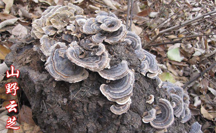 纯野生的 产地直供                                     云芝具有