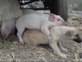 288_216gif 动态图 动图