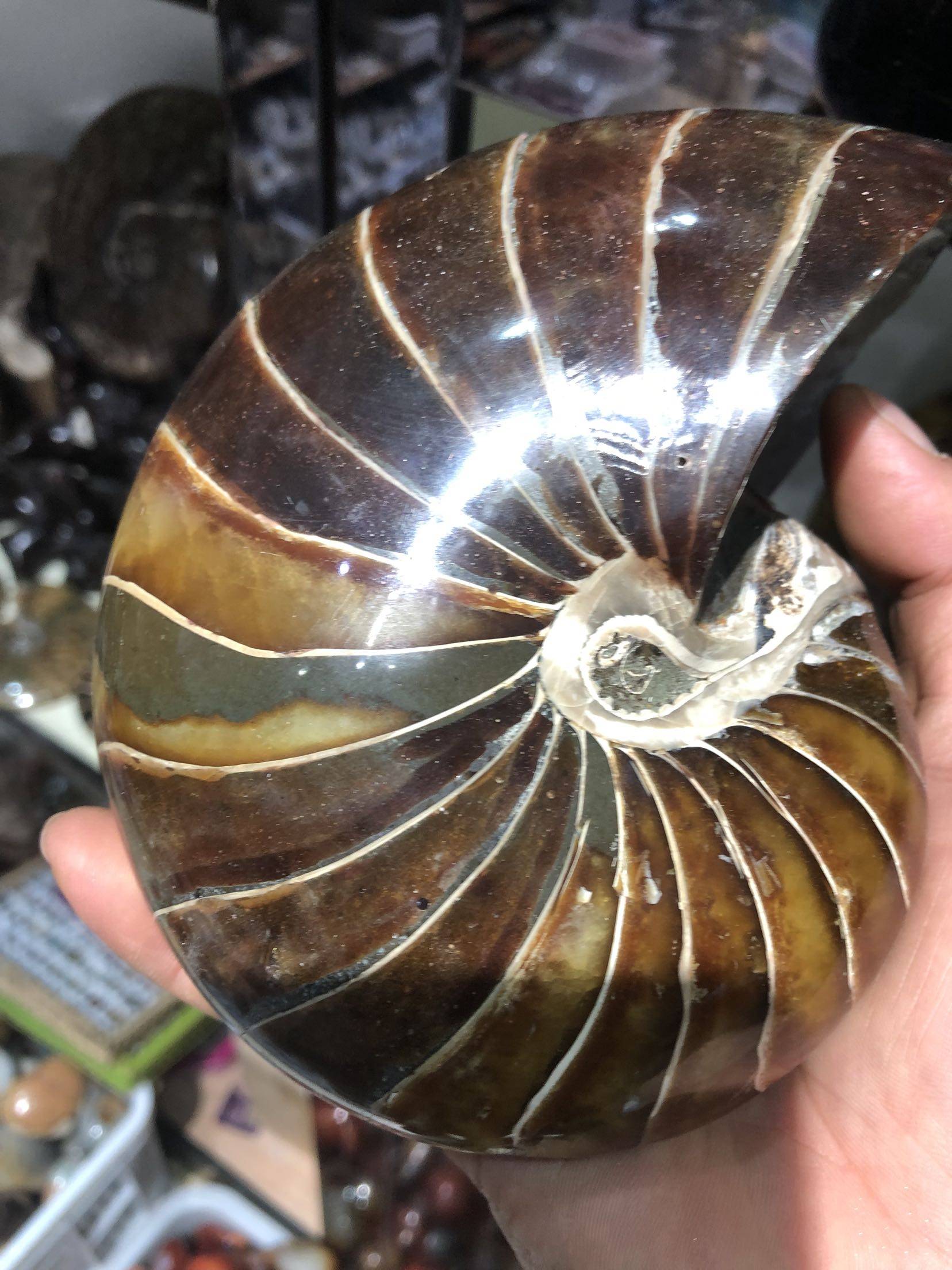 古生物化石马达加斯加鹦鹉螺化石摆件