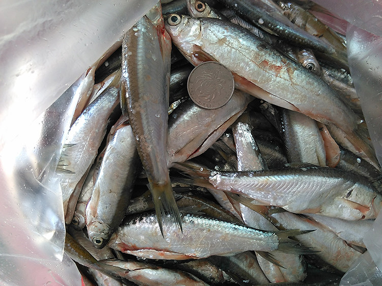 丹江口餐条新鲜野生小白条鱼刁子鱼餐条鱼餐子小河杂