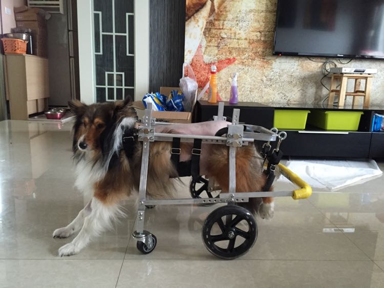 伤残狗轮椅/宠物轮椅/大型犬代步车/瘫痪狗康复训练车/犬后肢轮车