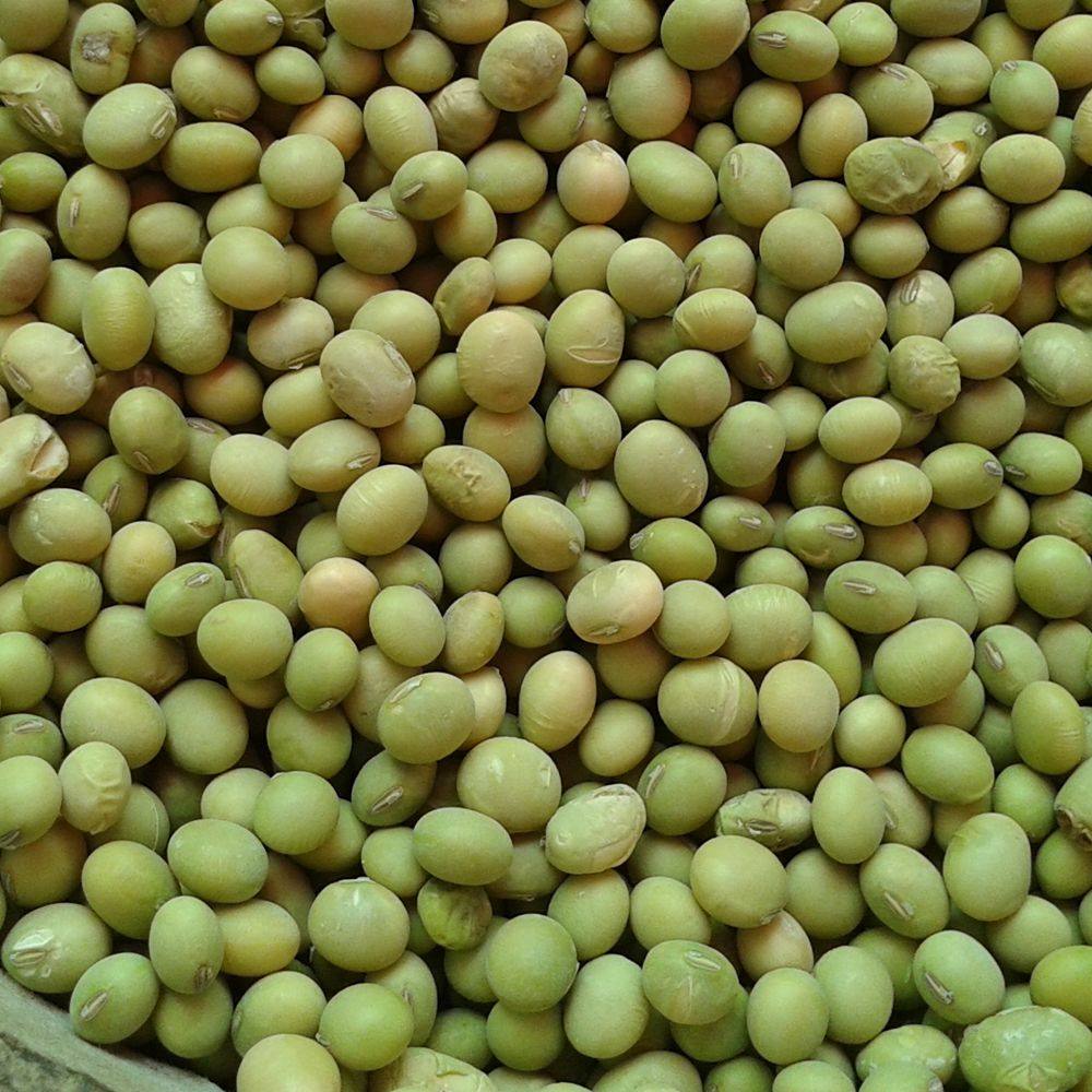 非转基因黄豆 绿皮 本地正宗乡下自种黄豆 自产自销