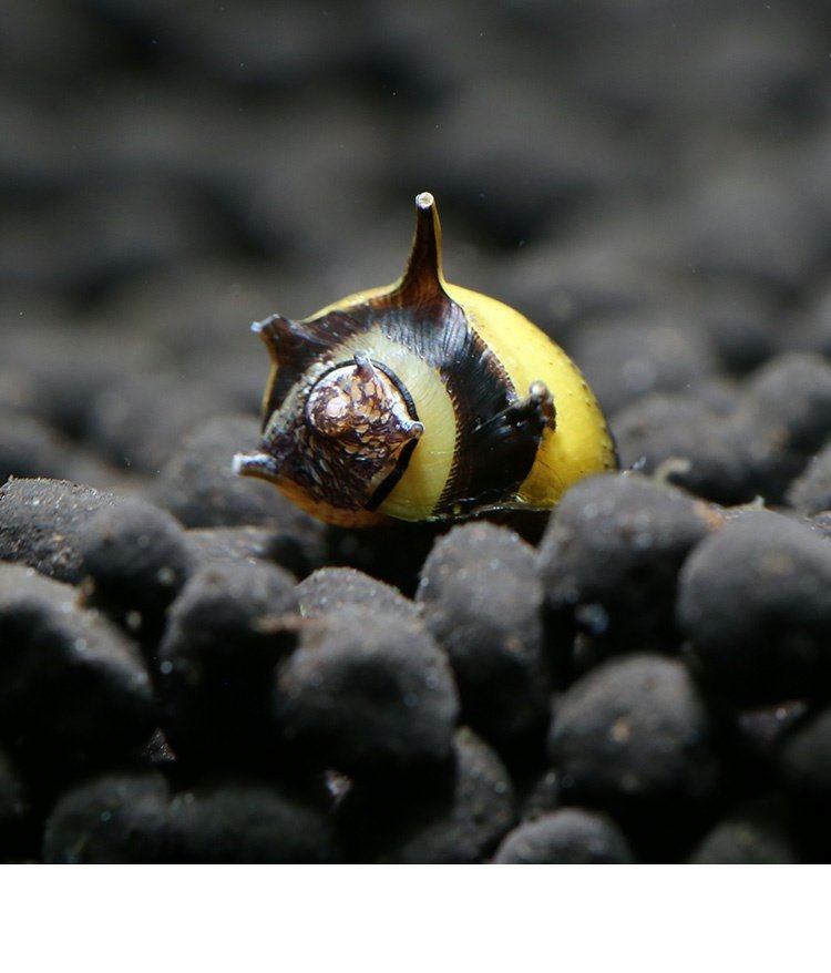 蜜蜂角螺草缸观赏螺除藻螺宠物螺活体青苔藻清洁螺刷缸2只/份1020