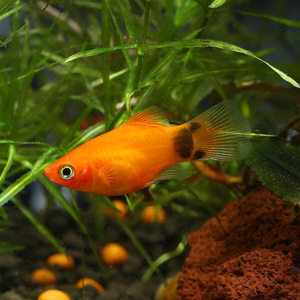 优鱼红米奇鱼热带鱼米奇鱼观赏鱼容易养水族箱