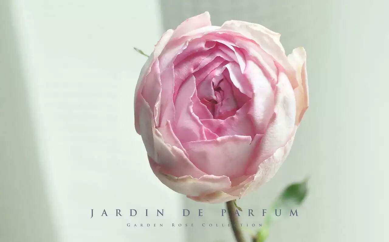 天狼月季成品嫁接大苗伊芙逸话浓香阳台盆栽花卉庭院花园地栽玫瑰_7折