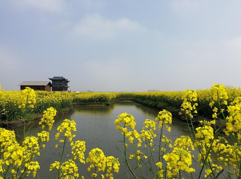 只为那唯美了整个春天的遇见 泰州兴化千岛油菜花