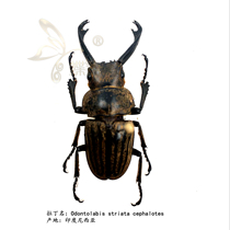 Butterfly: true specimens of insects Odontolabis striata cephalotes elk ghosts