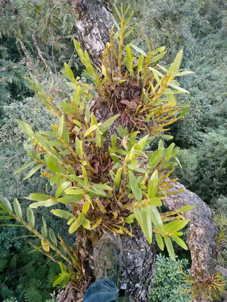野生金钗石斛大苗 有小丛带盆植好 下山原生种 盆景花卉