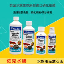 British waterlifilfe aquatic ecosystem Nitrogenized Bacteria Water Bacterife Downammonite Nitrogen Nitrite