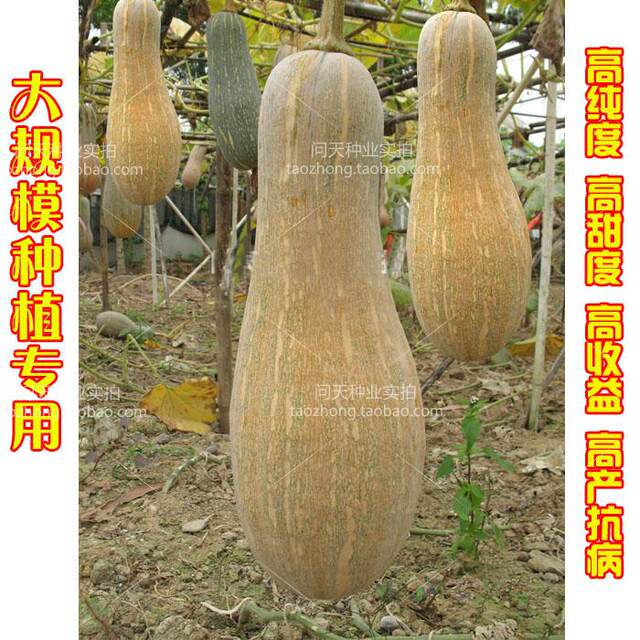 Premium Honey Secret Pumpkin Four Seasons Spring Vegetable Seeds ມີຄວາມບໍລິສຸດສູງ ຄວາມຫວານສູງ ຜົນຜະລິດສູງ