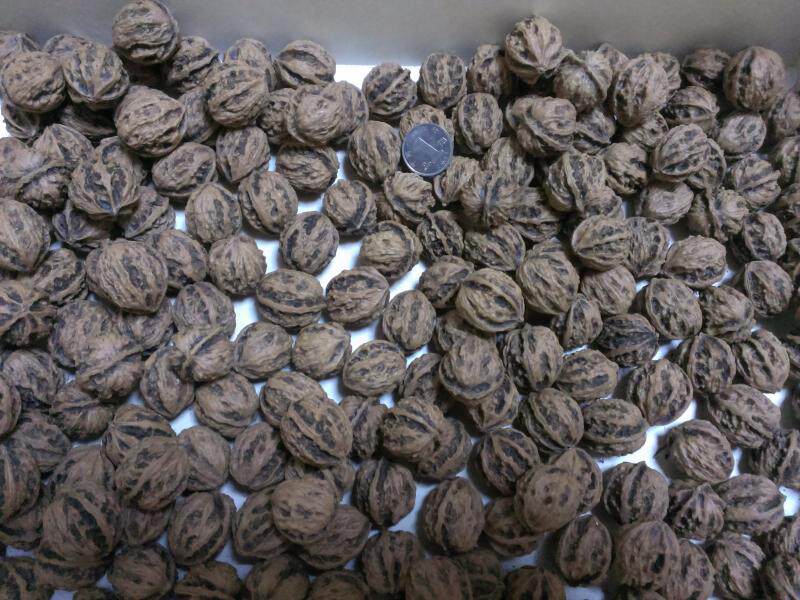 21野生小麻核桃鬼见愁怪异型枣核秋子爆肉八棱精品手串散籽批发