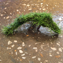 Fish tank sunken wood fish tank decoration lazy aquatic plant Living Fresh water plant Moss chillwood water Banyan sunken wood soilless plant