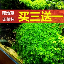 Dwarf Pearl Fish Tank living water grass real grass landscape underwater leaf grass oxygen plant climbing ground dwarf foreground water grass