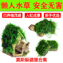 Moss water grass shrimp House tied up Moss shrimp nest volcanic stone water grass fish tank landscape good breeding novice water grass quality