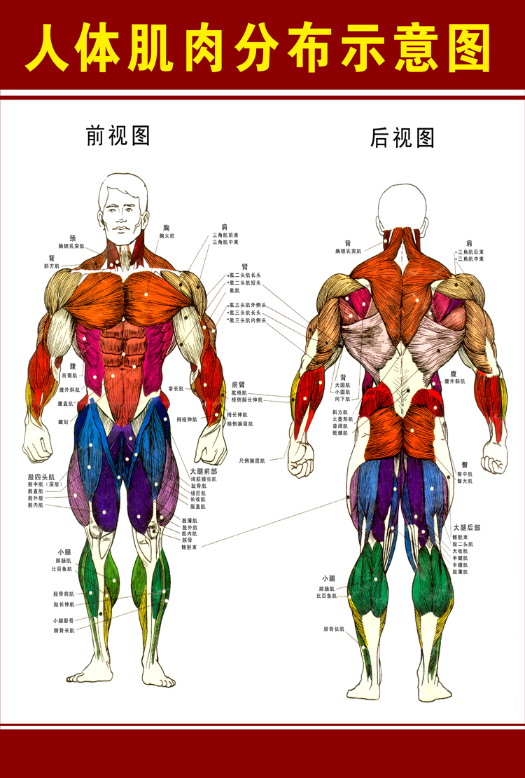 人体肌肉图解 人体肌肉结构解剖大挂图 人体器官解剖图示意图海报