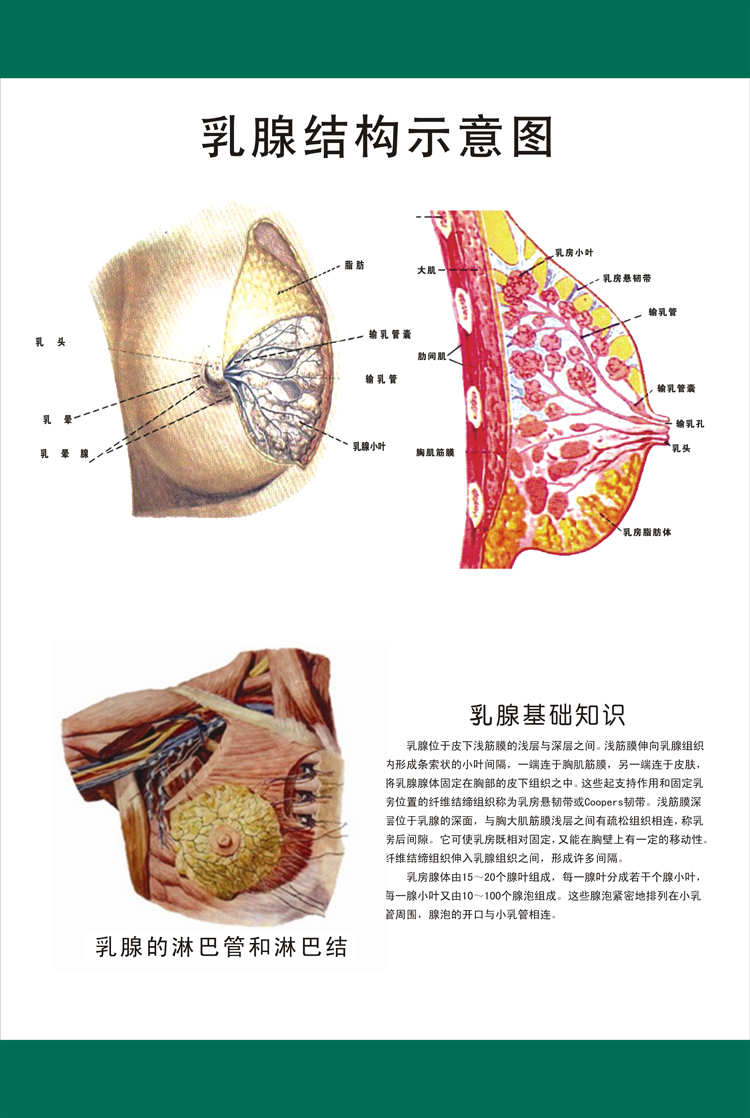 医院医学美容养生乳房乳腺海报宣传画挂图胸部《乳腺结构示意图》