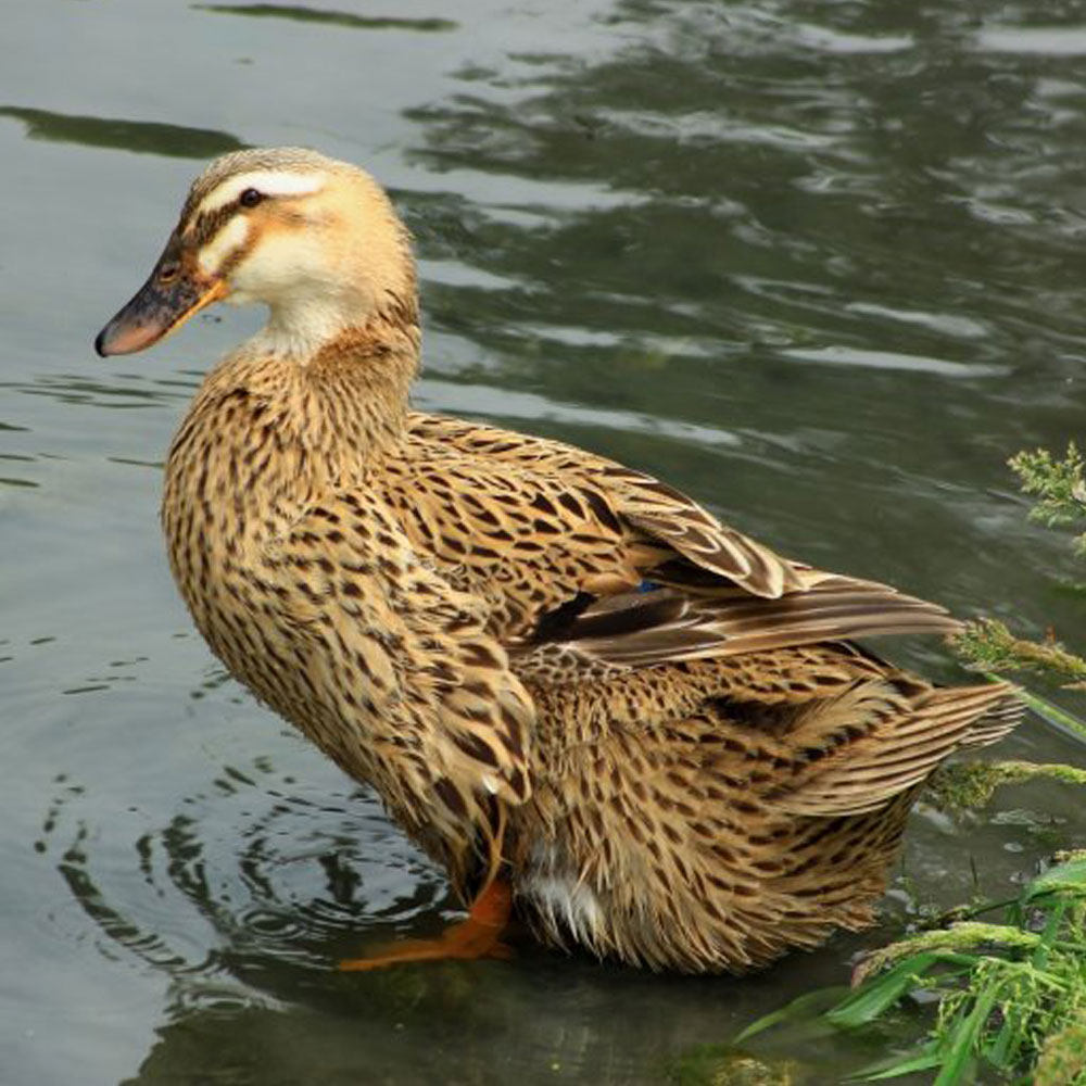 大瀛农场老鸭950g 崇明湖生态养殖 三年鸭龄 生制老麻鸭 冬令食材