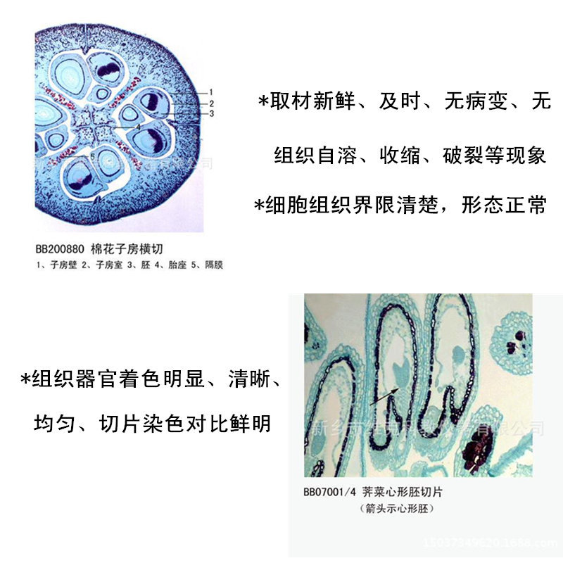 规格塑料,木制玻片盒,过滤器,腊叶标本,浸制标本,模型,显微镜,切片机