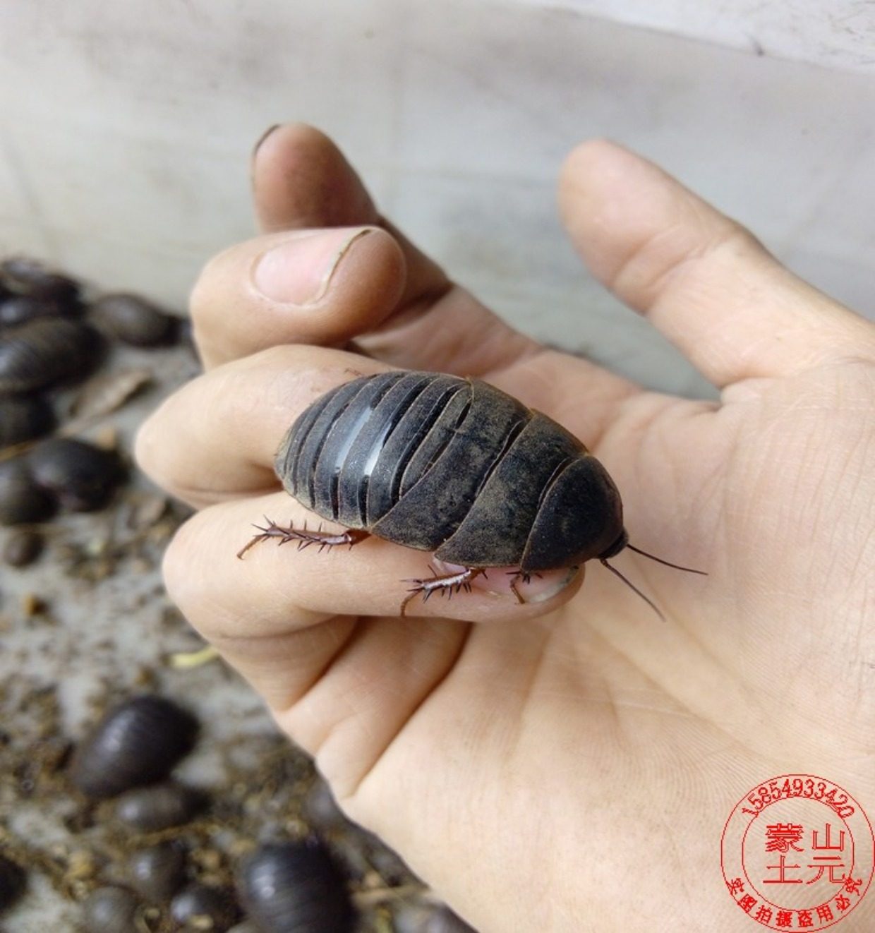 优质中药材产地直销山东省土元干品 地鳖虫个大完整品质好500g