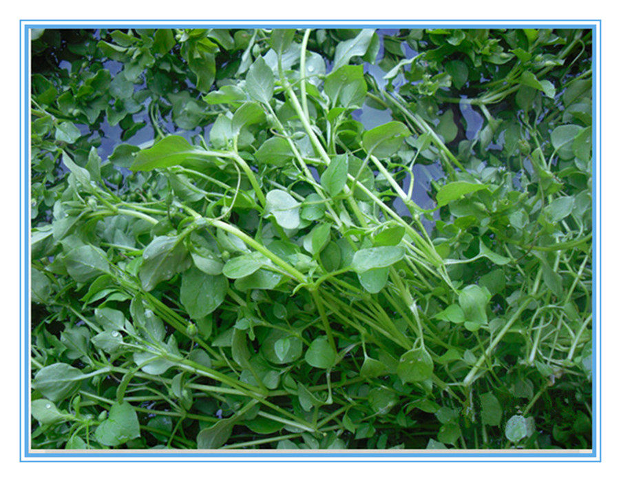 包邮 纯野生繁缕草治咽喉炎去火祛痘消脂茶鹅肠草鹅肠菜滋草干品