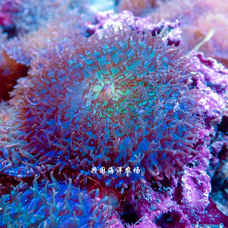 长须蓝底菇 橙泡泡菇香菇海水鱼观赏鱼活体珊瑚小丑定水快递包活